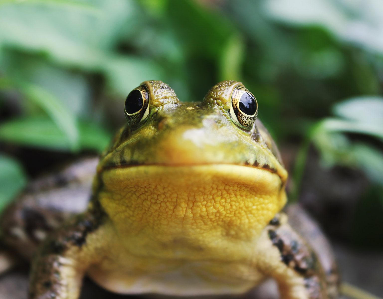 One way to build momentum in business is by doing your most challenging task in the morning. Mark Twain said that if you eat a live frog in the morning, you can go through the rest of the day knowing the worst is behind you.