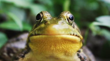 One way to build momentum in business is by doing your most challenging task in the morning. Mark Twain said that if you eat a live frog in the morning, you can go through the rest of the day knowing the worst is behind you.
