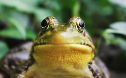 One way to build momentum in business is by doing your most challenging task in the morning. Mark Twain said that if you eat a live frog in the morning, you can go through the rest of the day knowing the worst is behind you.
