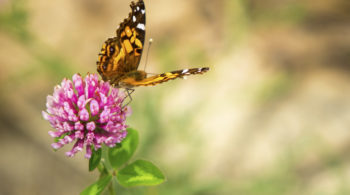 Butterfly resting on flower