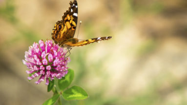 Butterfly resting on flower