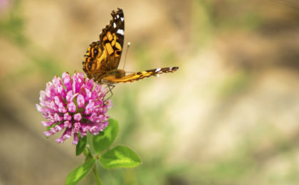 Butterfly resting on flower