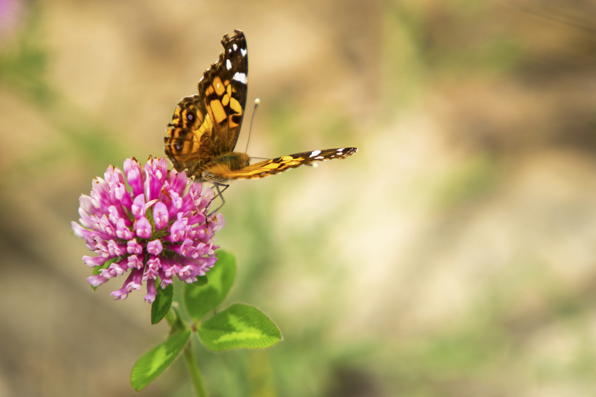 Use the Rule of Thirds to Improve Your Composition